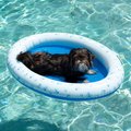 Pool Candy Pool Candy PC2301BL Pet Float Pool Small to Medium Dogs up to 30 lbs PC2301BL
